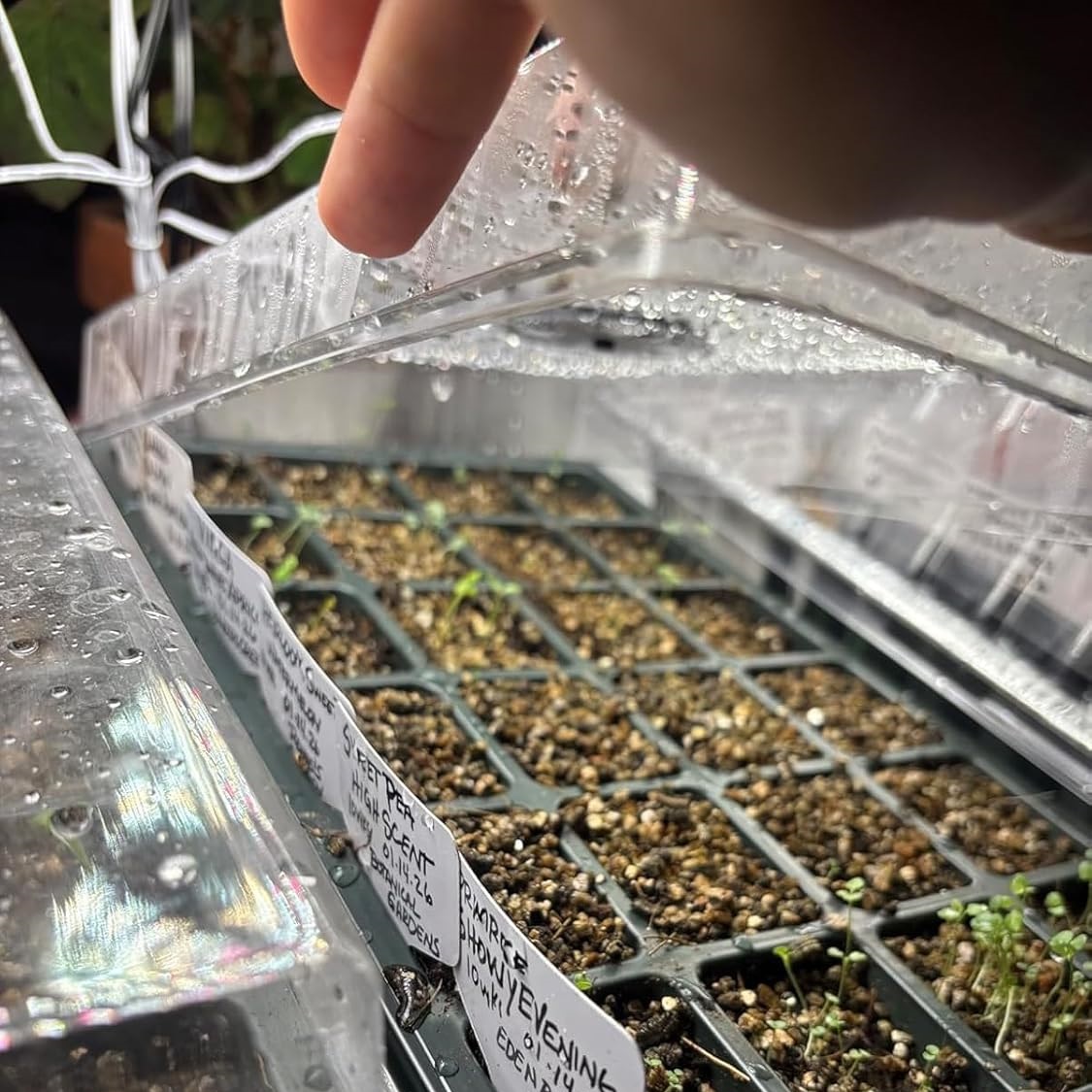 Seed Starter Tray with Dome, 2 - Dome Propagation Kit review and price